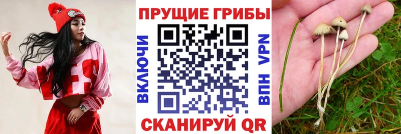 Псилоцибиновые грибы MAGIC MUSHROOMS  хочу   Дмитровск 